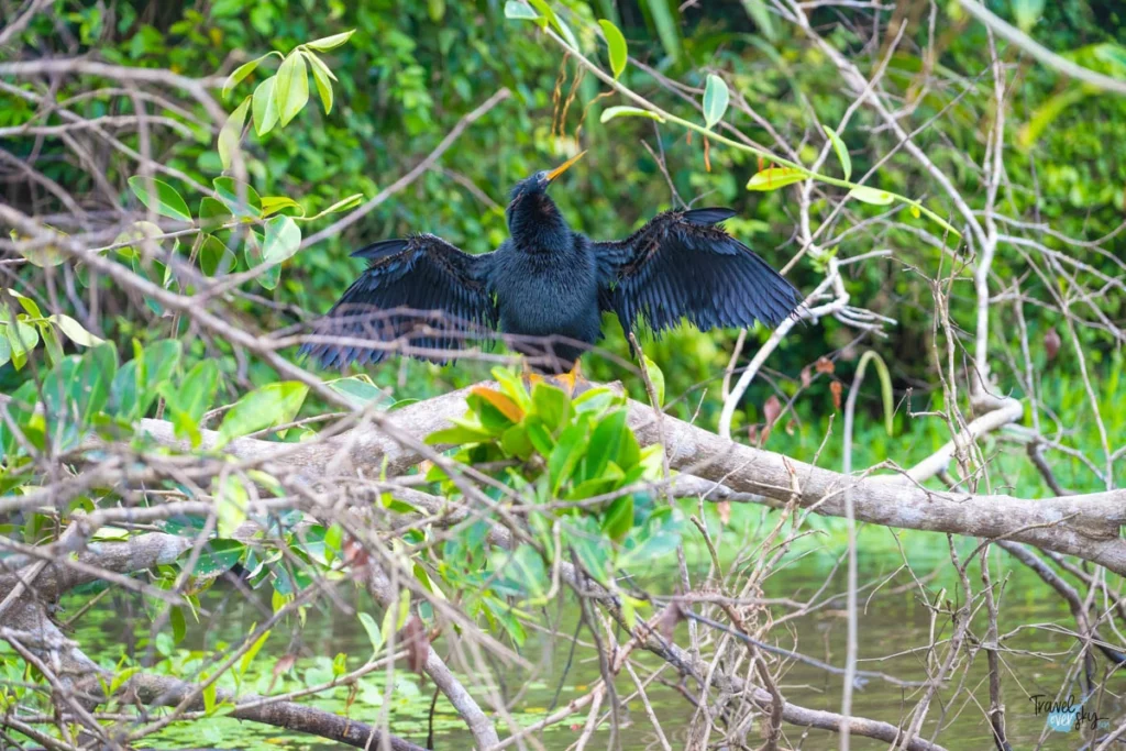 anhinga-anhinga-tortuguero-costa-rica