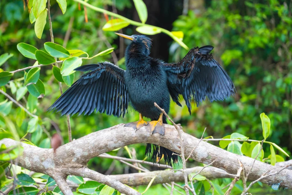 anhinga-anhinga-tortuguero-costa-rica