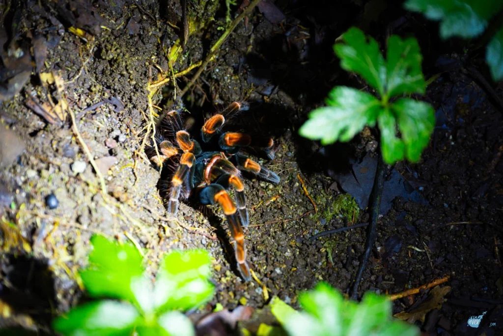 brachyplema-hamorii-tarantula-costa-rica