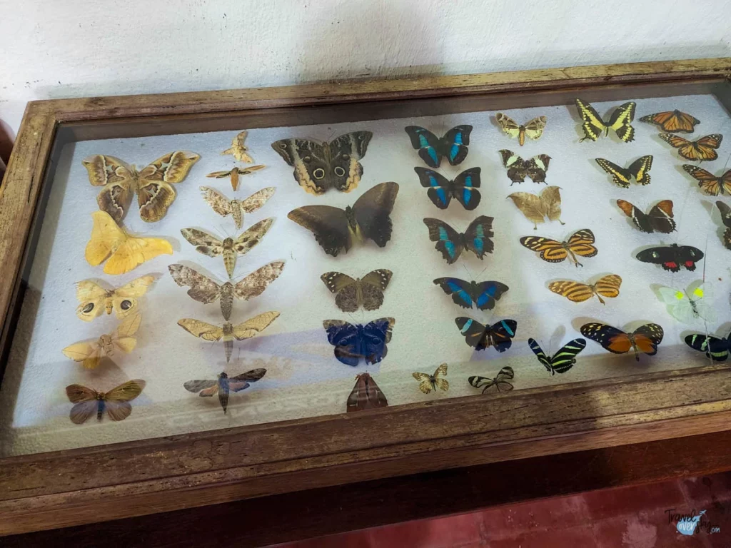 butterfly-garden-monteverde-costa-rica