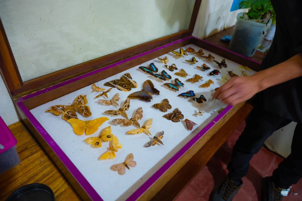butterfly-garden-monteverde-costa-rica