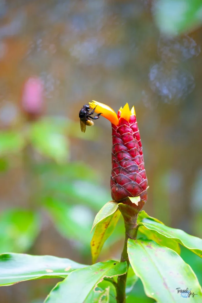 butterfly-garden-monteverde-costa-rica