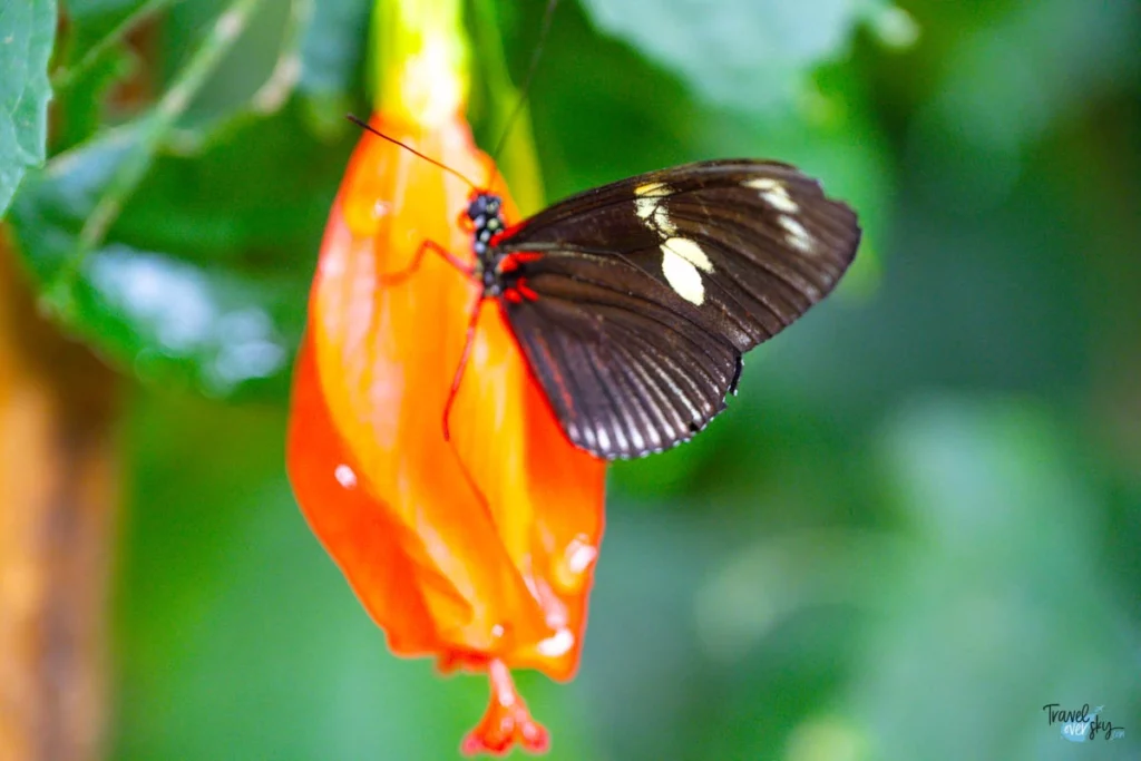 catonephele-costa-rica
