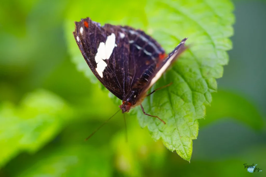 catonephele-numilia-esite-costa-rica
