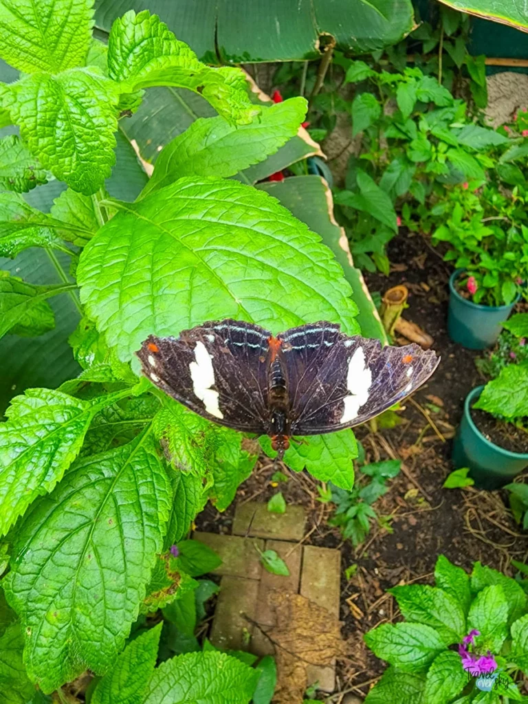 catonephele-numilia-esite-costa-rica