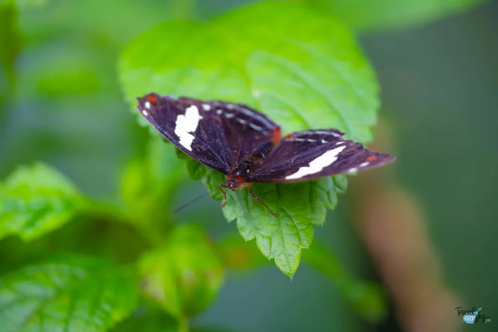 catonephele-numilia-esite-costa-rica