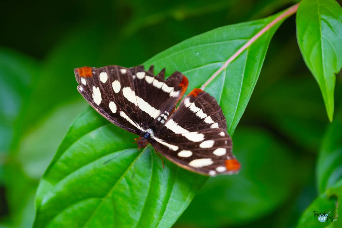 catonephele-orites-costa-rica