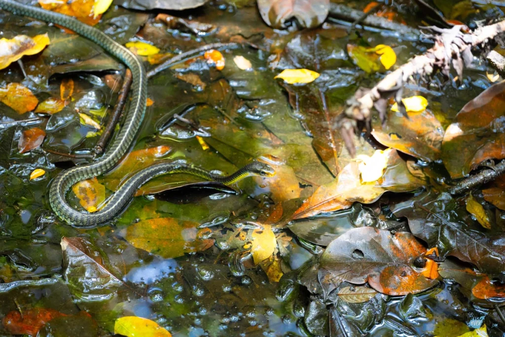 chironius-costa-rica