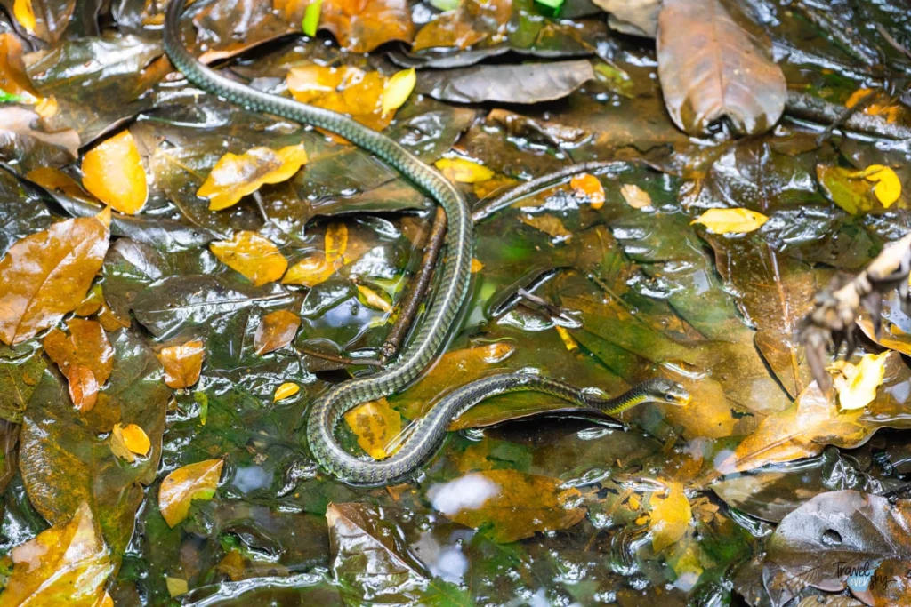 chironius-costa-rica