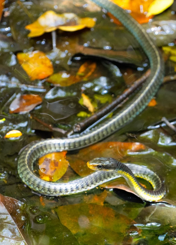 chironius-costa-rica