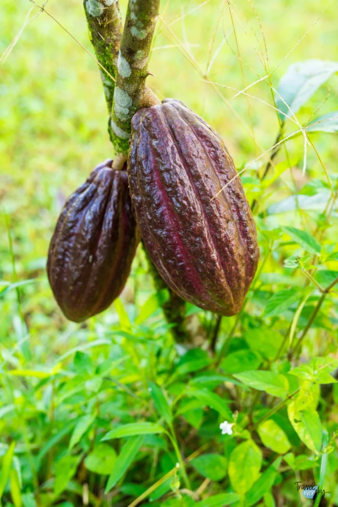 cocoa-costa-rica