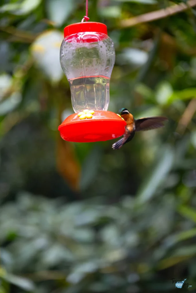 colibris-costa-rica