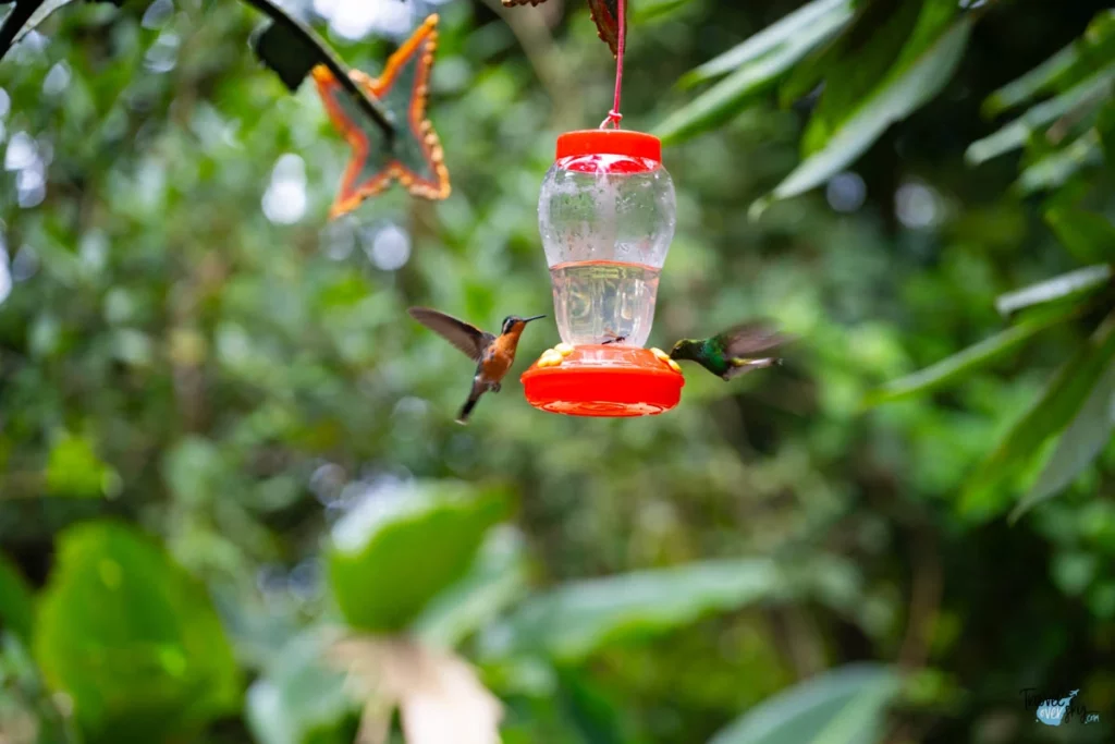 colibris-costa-rica