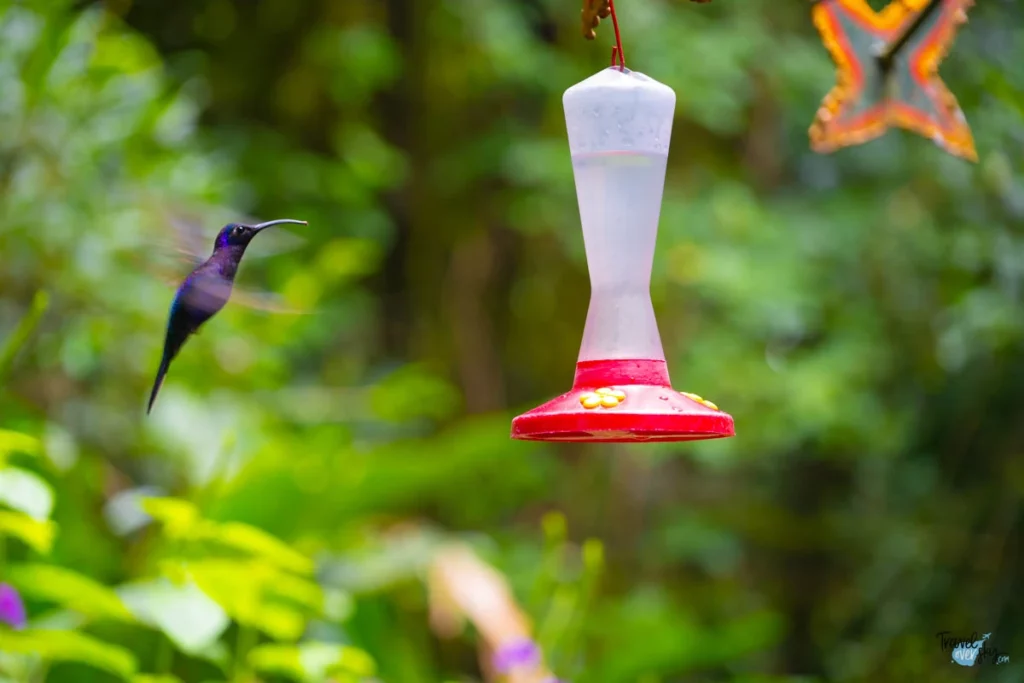 colibris-costa-rica