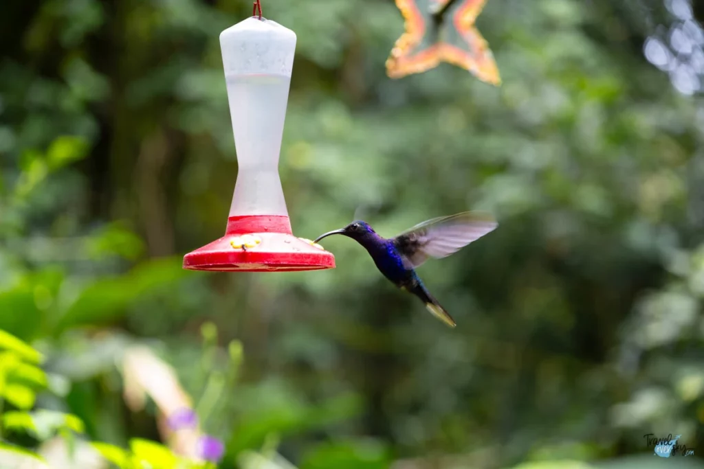colibris-costa-rica
