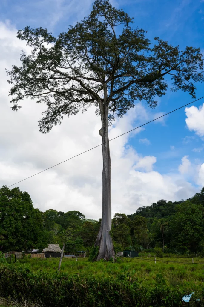 corcovado-costa-rica