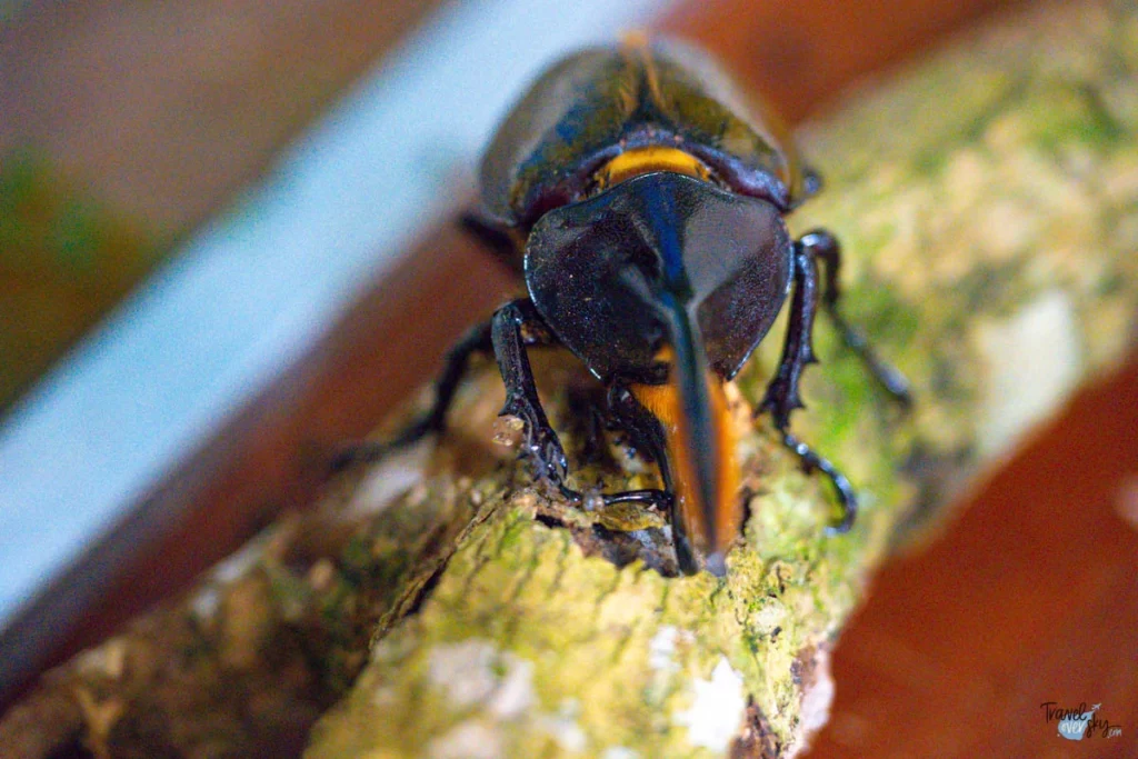 dynastes-hercules-costa-rica