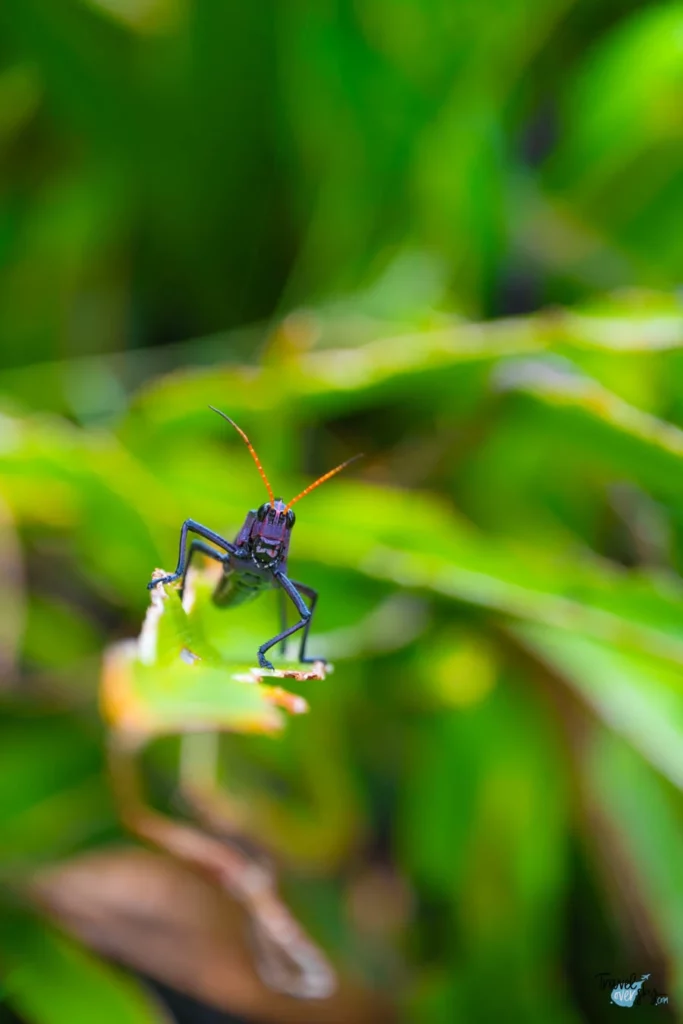 grasshopper-costa-rica