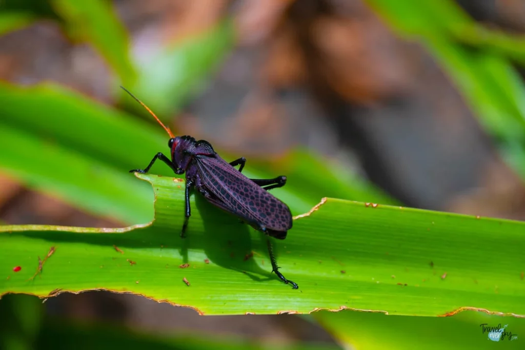grasshopper-costa-rica