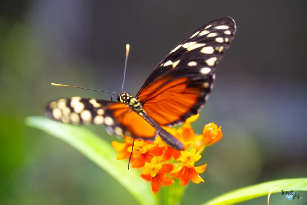 heliconius-ismenius-costa-rica