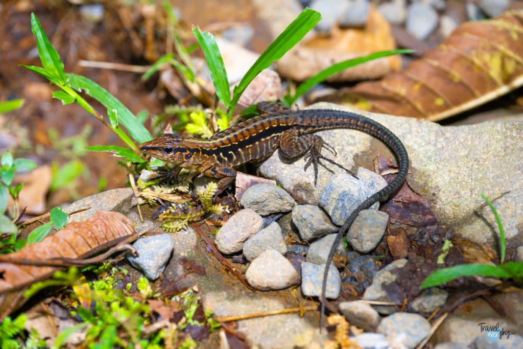 holocosus-festivus-costa-rica