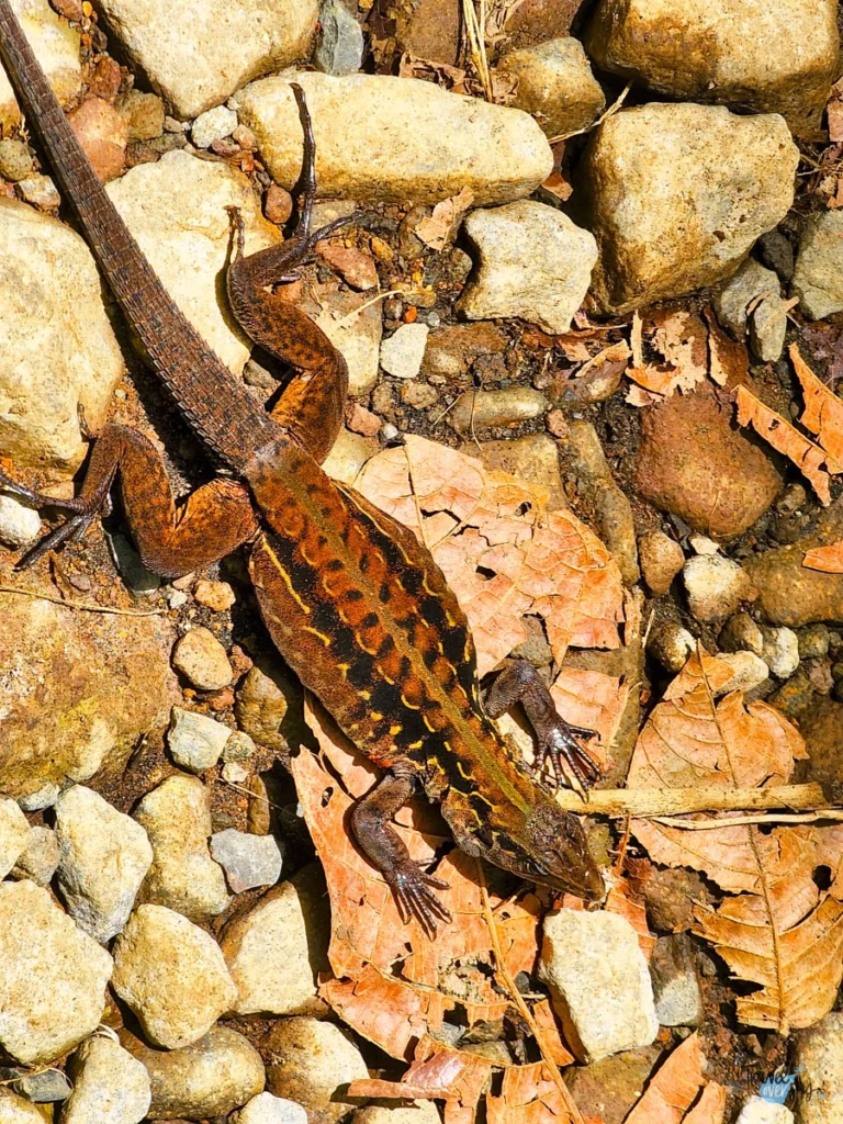 holocosus-festivus-costa-rica