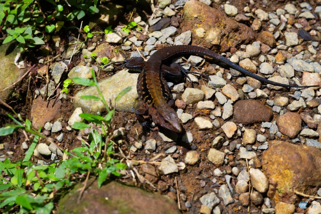 holocosus-festivus-costa-rica