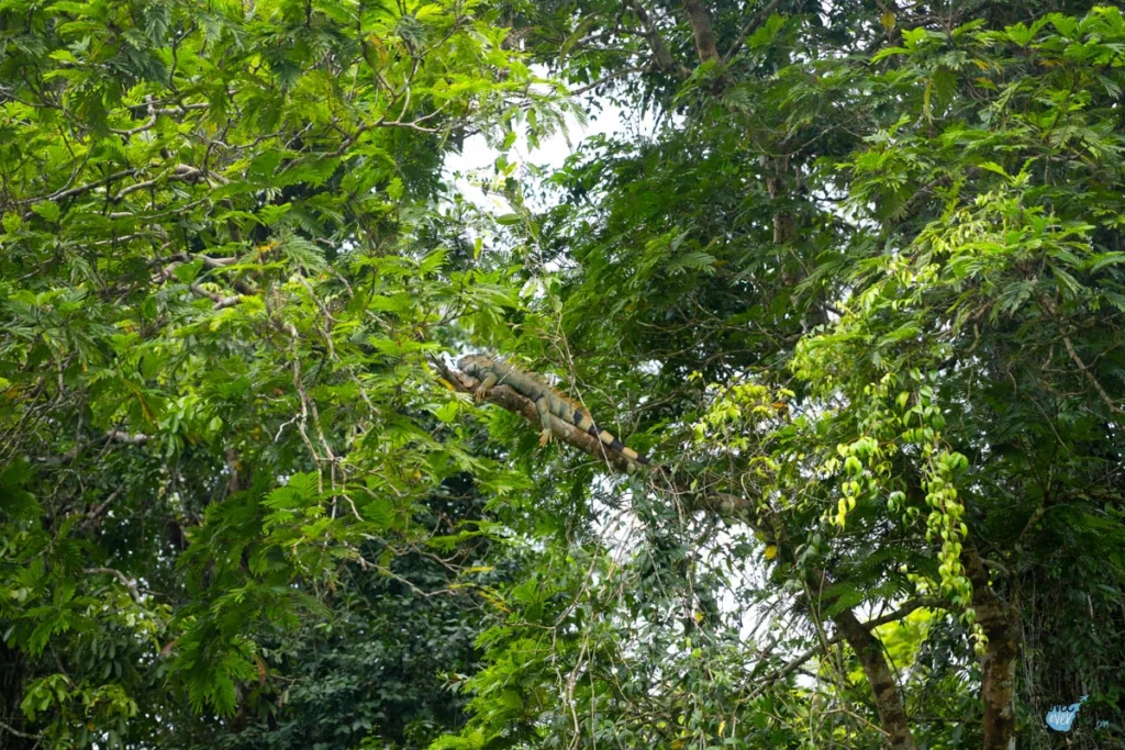 iguana-iguana-costa-rica