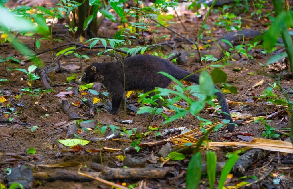 nasua-nasua-corcovado-national-park