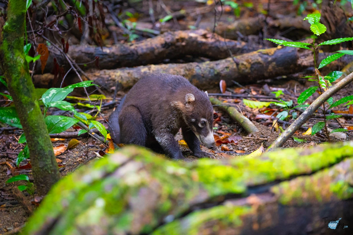 nasua-nasua-corcovado-national-park