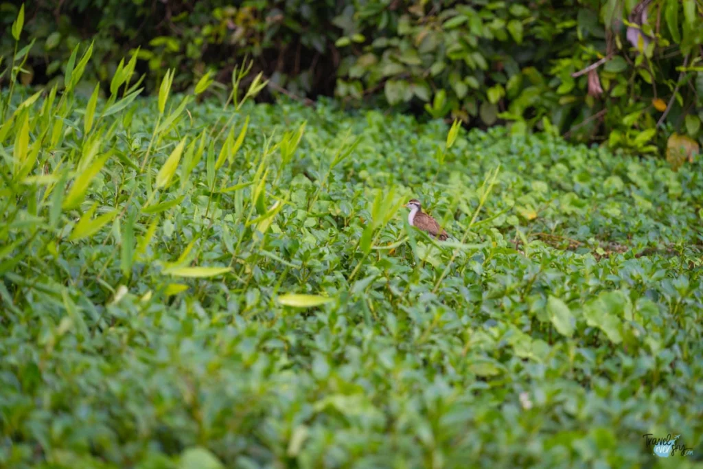 northern-jacana-tortuguero-costa-rica