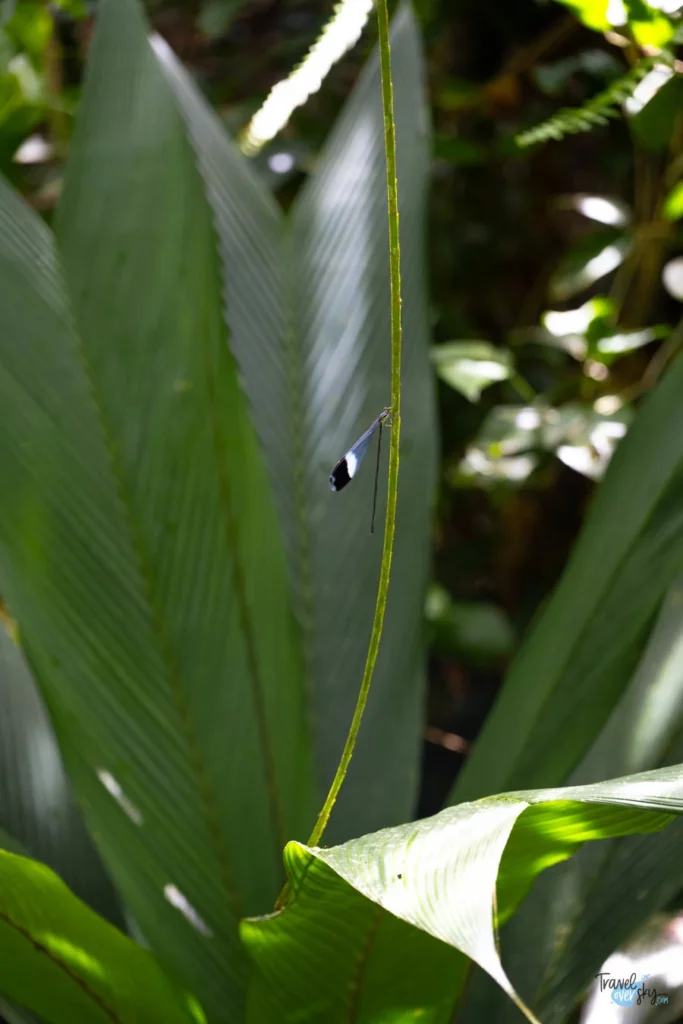 parque-nacional-cahuita-costa-rica