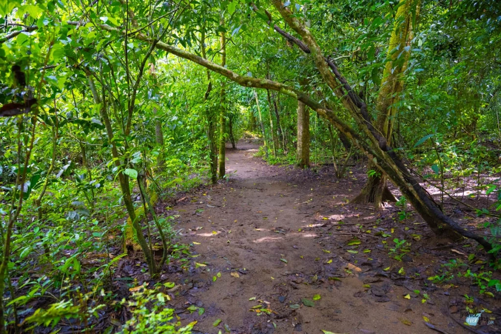parque-nacional-corcovado-costa-rica