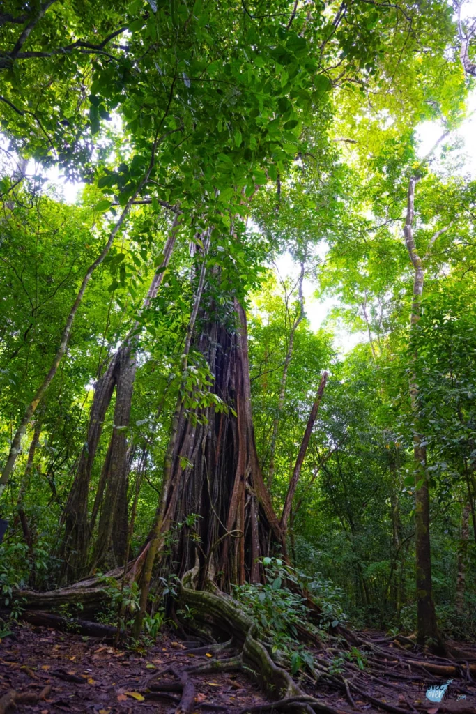 parque-nacional-corcovado-costa-rica