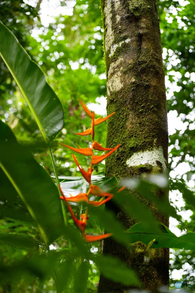 parque-nacional-corcovado-costa-rica