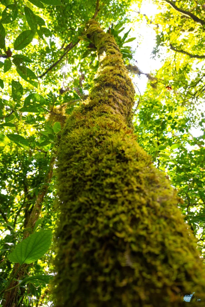 parque-nacional-el-volcan-tenorio-costa-rica