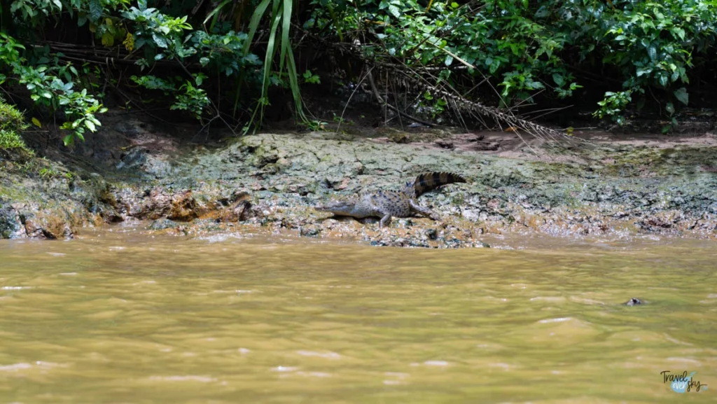 parque-nacional-tortuguero-costa-rica