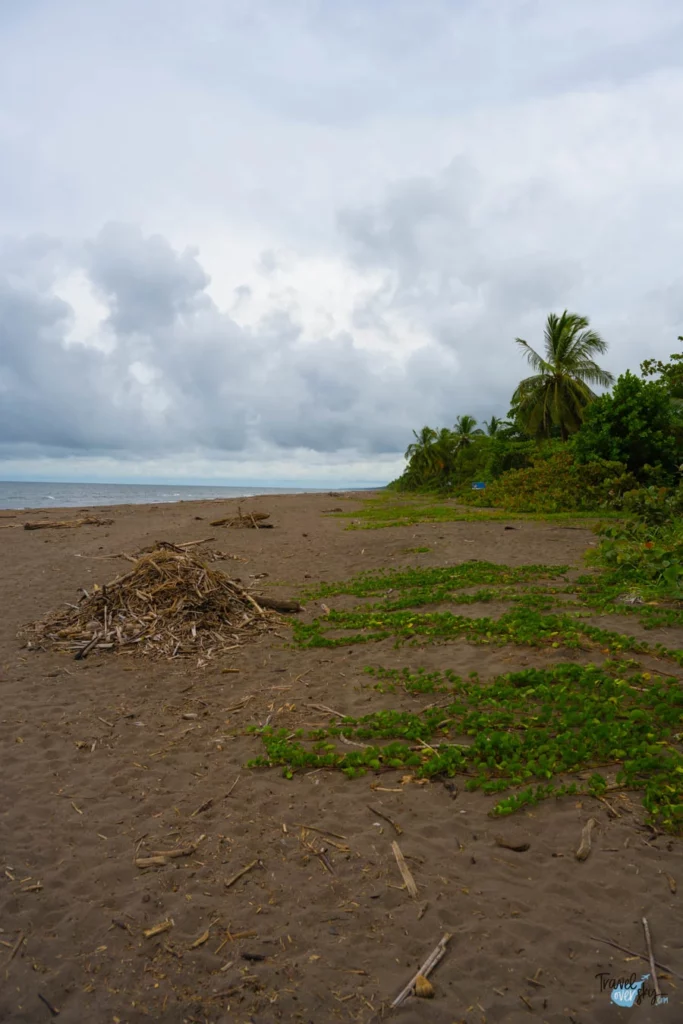 playa-tortuguero-costa-rica