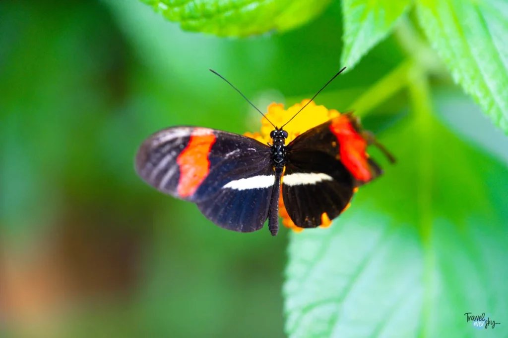 postman-butterfly-costa-rica