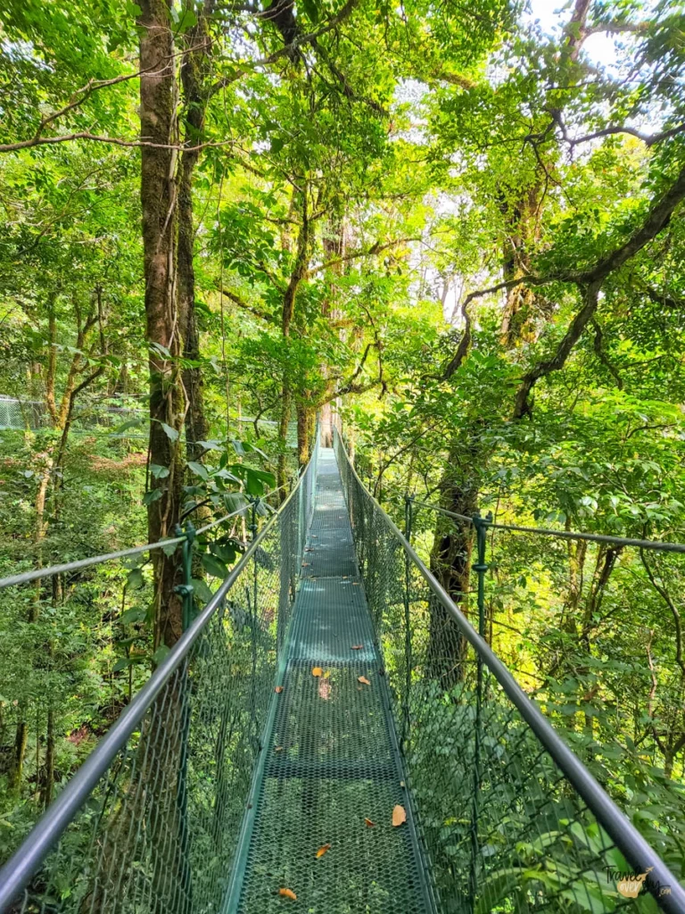 puentes-colgantes-monteverde-costarica