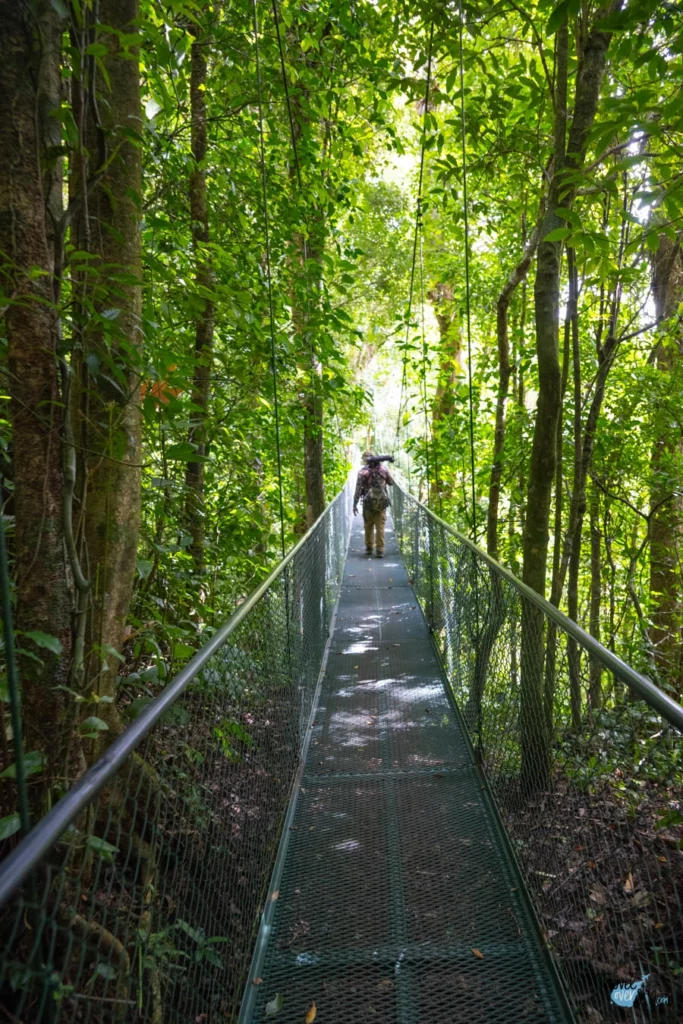 puentes-colgantes-monteverde-costarica