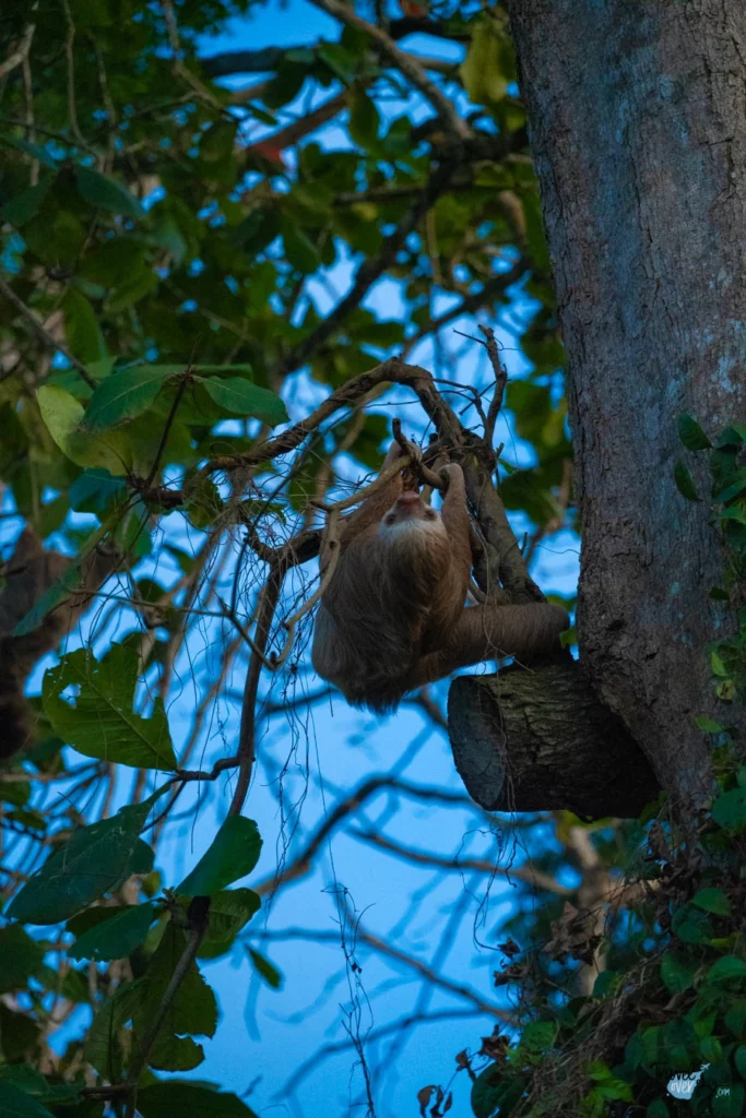 two-thoed-sloth-costa-rica