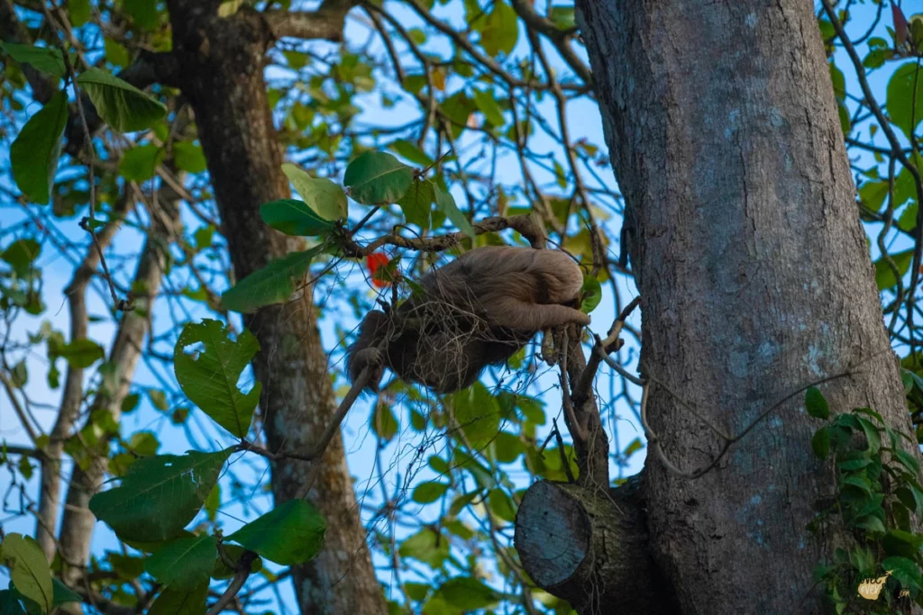 two-thoed-sloth-costa-rica