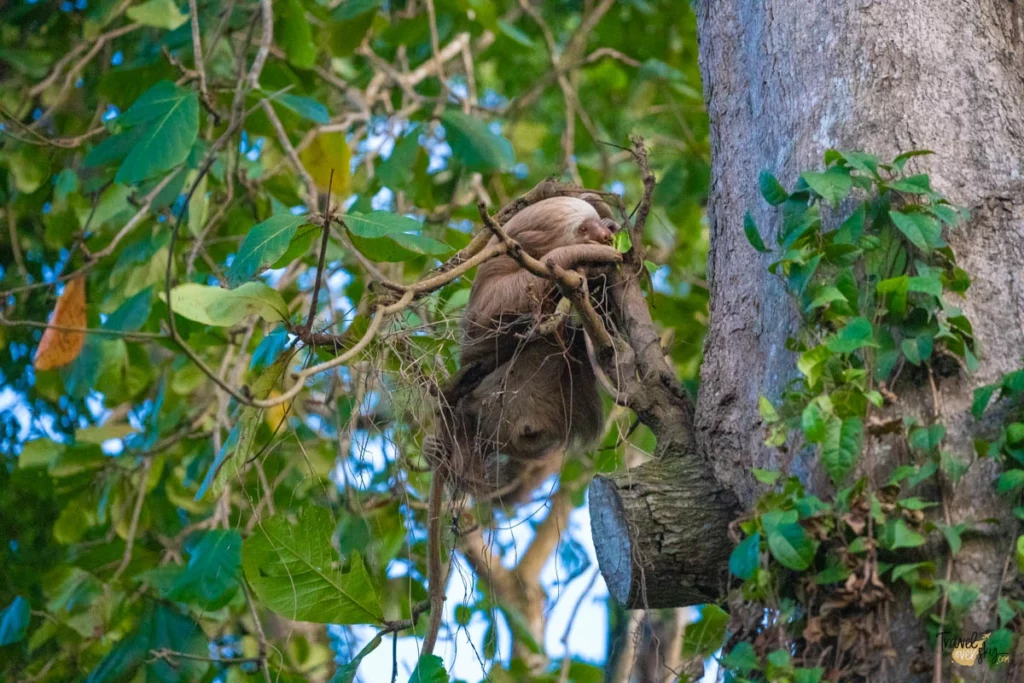 two-thoed-sloth-costa-rica