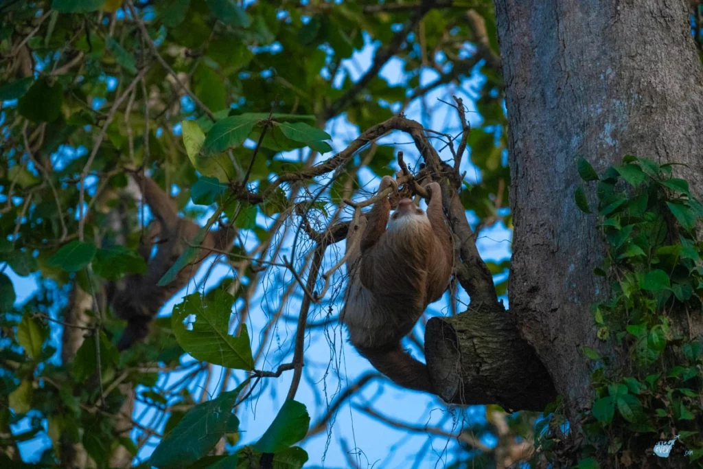 two-thoed-sloth-costa-rica