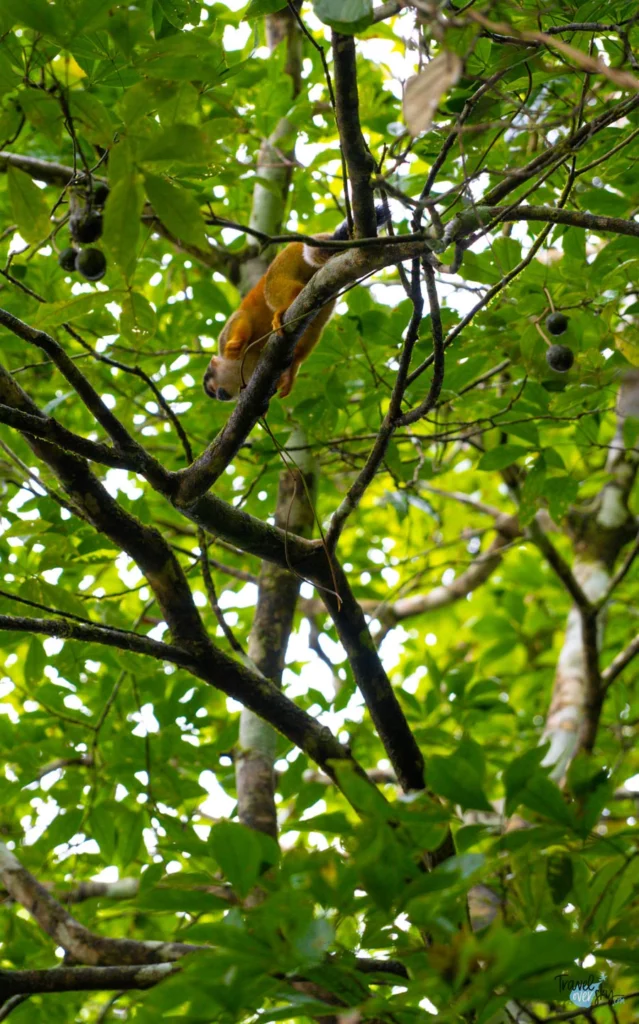 squirrel-monkey-corcovado-national-park