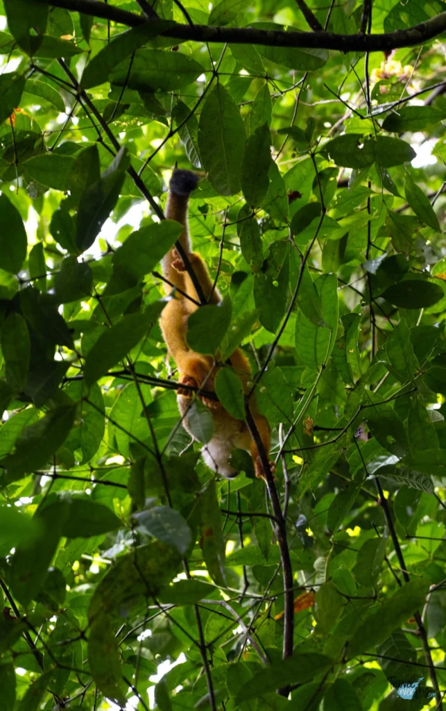 squirrel-monkey-corcovado-national-park