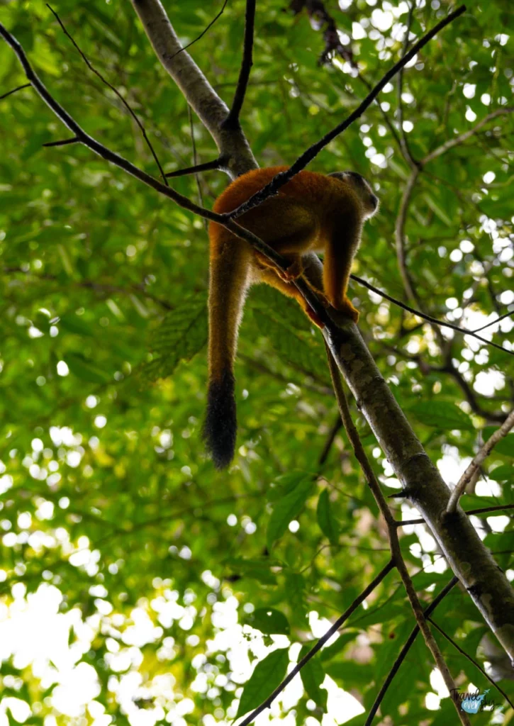 squirrel-monkey-corcovado-national-park