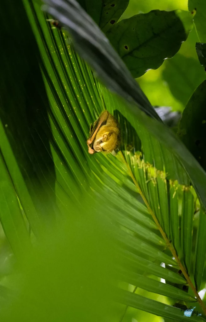 tent-making-bat-corcovado-national-park