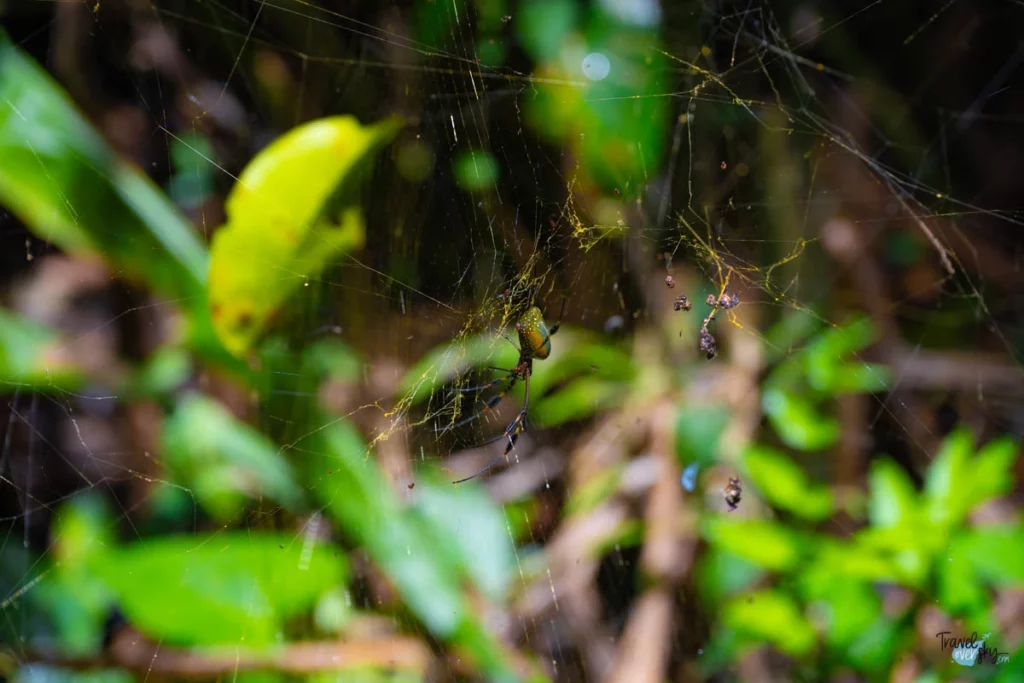 trichonephila-clavipes-costa-rica
